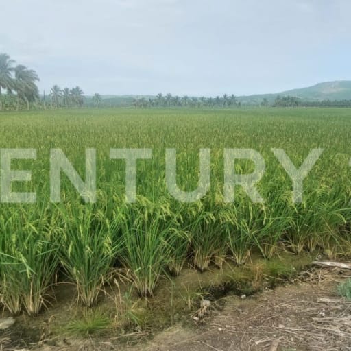 Terreno agrícola de 2.5 ha con riego - Ideal para cultivos
