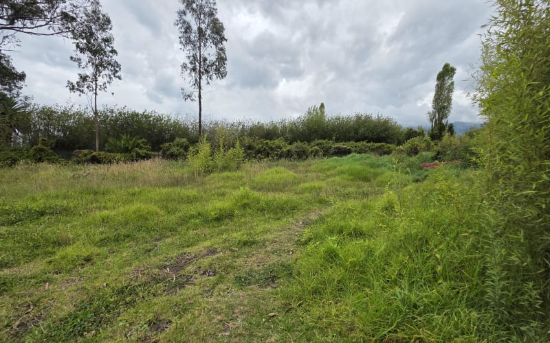 Terreno en renta de 2.500 m² – Puembo, Barrio San José – USD 500 mensuales