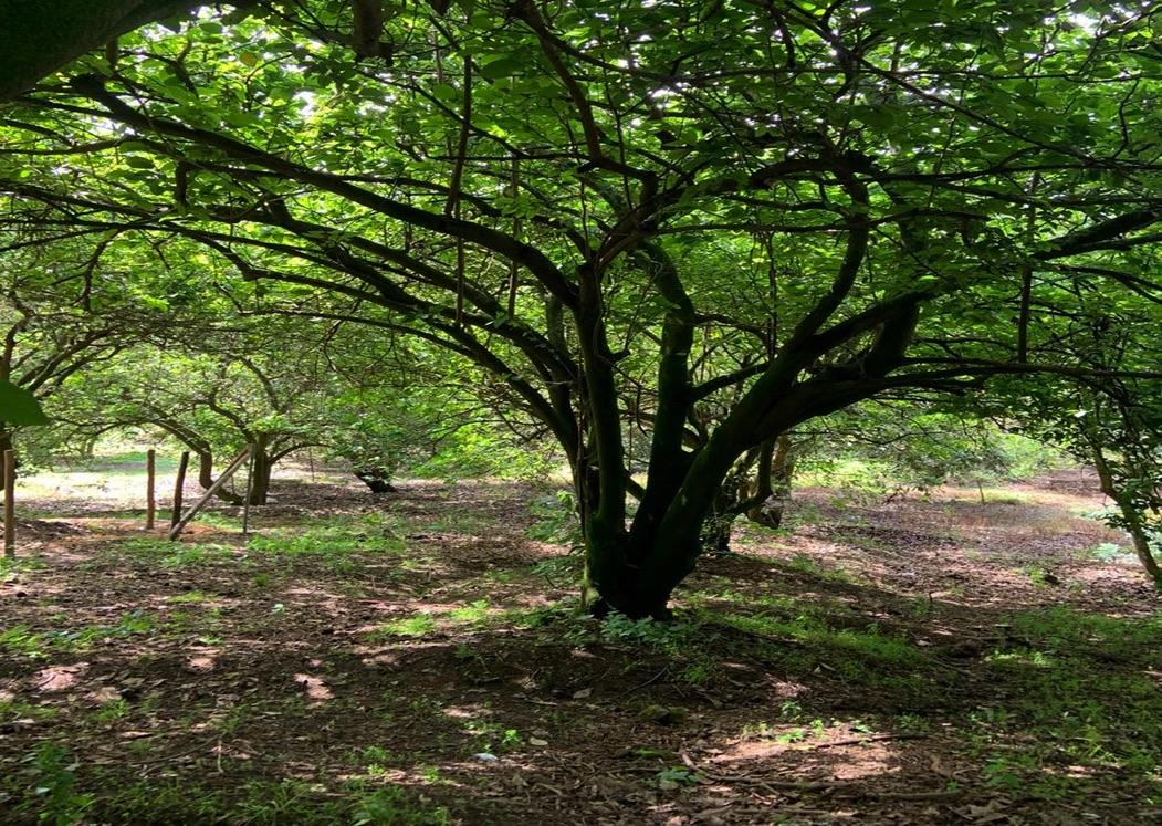 Venta terreno Guayllabamba, 1074 m2 cerca al zoológico